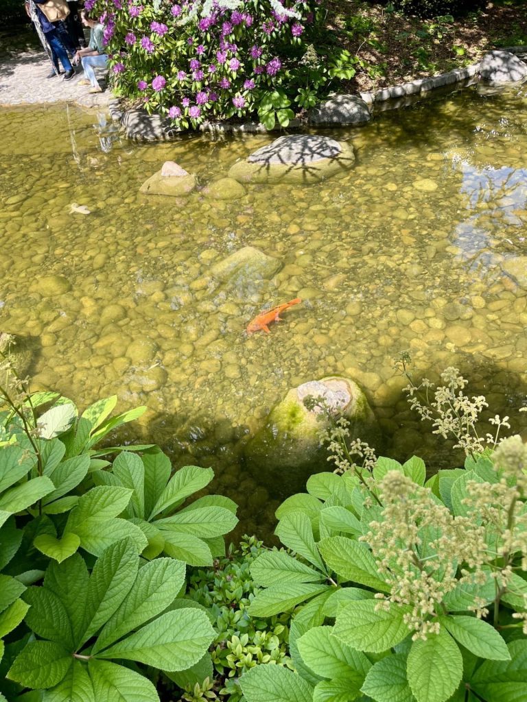 A vibrant orange koi fish swimming in the serene pond of the Japanese Garden at Musée Albert-Kahn, a must visit in Paris. 